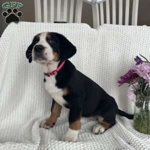 Hazel, Greater Swiss Mountain Dog Puppy